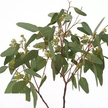 Эвкалипт Populifolia