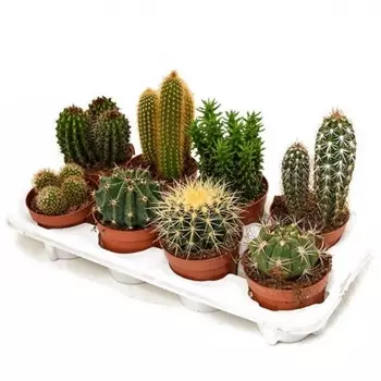 Кактус Mix 12/25