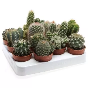Кактус Mix 5,5/8