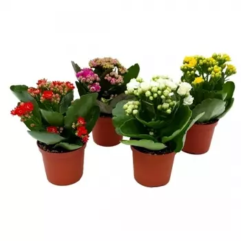 Каланхоэ Каландива в горшке 10,5/20