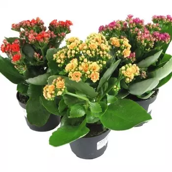 Каланхоэ Каландива в горшке 15/26