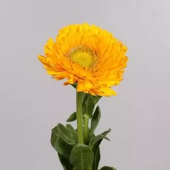 Календула Оранжевая