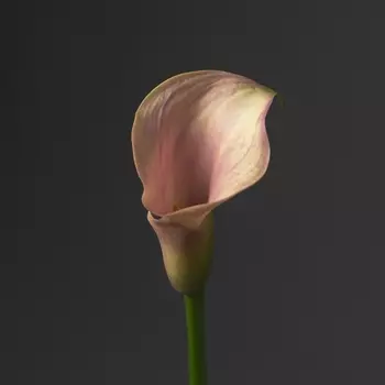 Калла Бледно-Розовая