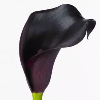 Калла Черная