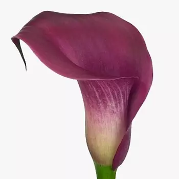 Калла Фиолетовая