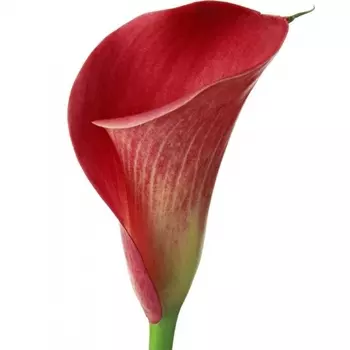 Калла Красная