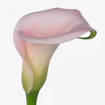 Калла Нежно-Розовая