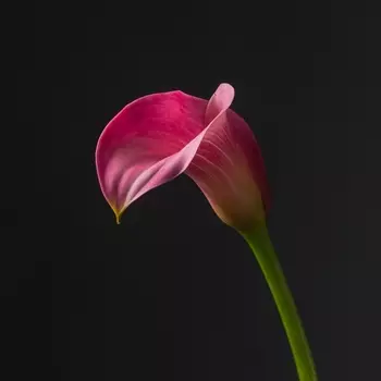 Калла Розовая