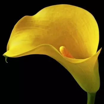 Калла Желтая