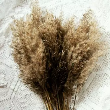 Камыш cухоцвет
