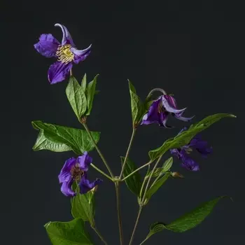 Клематис Фиолетовый