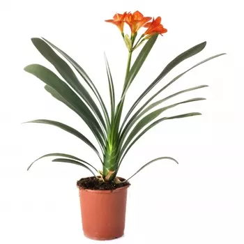 Кливия В Горшке 13/50