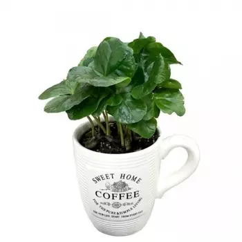 Кофе Арабика в чашке 9/20