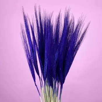 Колосья Синие