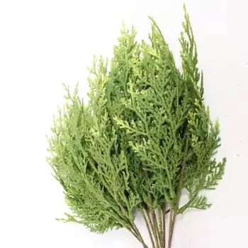 Кониферен (1 ветка)