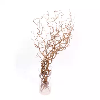 Корилиус cухоцвет