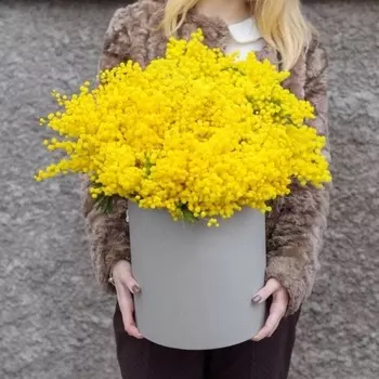 Коробка Из 15 Пучков Мимозы
