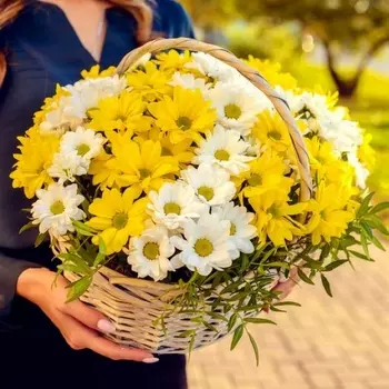 11 Бело-Желтых Кустовых Хризантем в корзине