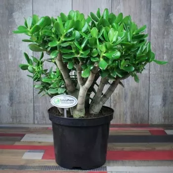 Крассула Овата в горшке 15/45