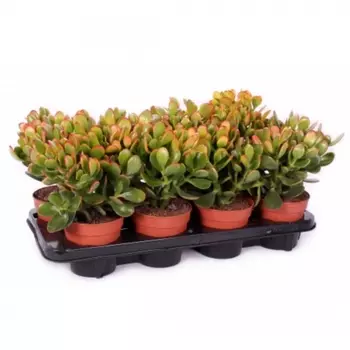 Крассула Сансет в горшке 12/25