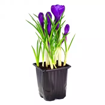 Крокус В Горшке 12/15
