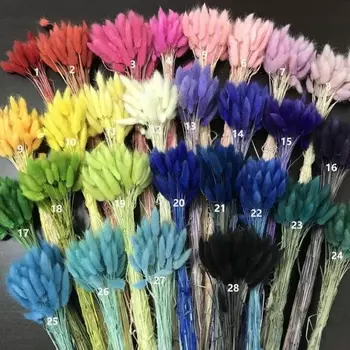 Лагурус cухоцвет