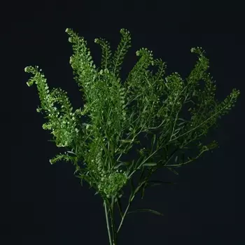 Лепидиум Green Bell