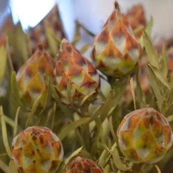 Леукодендрон Rubrum