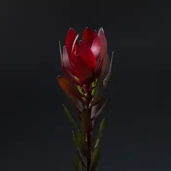 Леукодендрон Сафари Красный