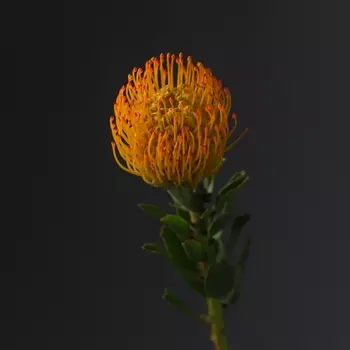 Леукоспермум Оранжевый