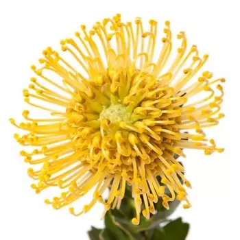 Леукоспермум Желтый