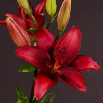 Лилия Красная