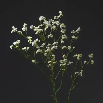 Лимониум Белый