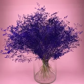 Лимониум cухоцвет