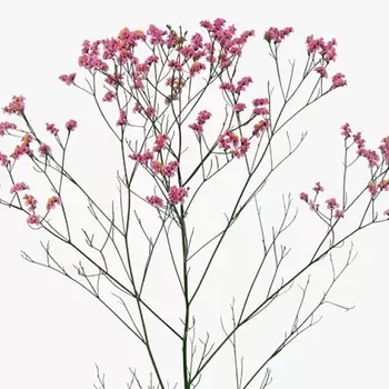 Лимониум Розовый