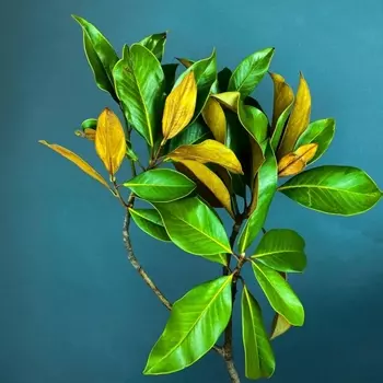 Листья Магнолии