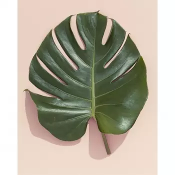 Листья Монстеры