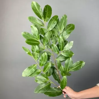 Листья Вишни