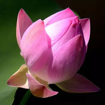 Лотос Розовый
