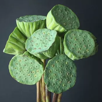 Лотос Зеленый