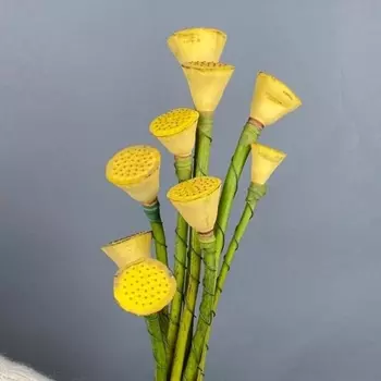 Лотос Желтый