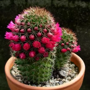 Маммиллярия В Горшке 8/13