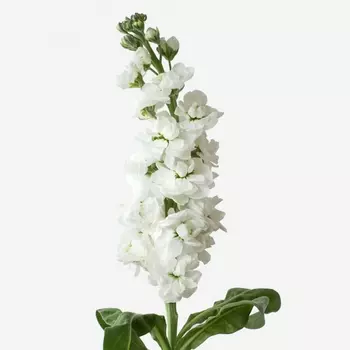 Маттиола Белая