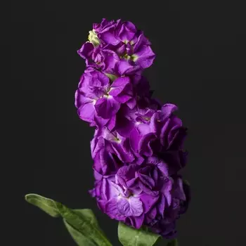 Маттиола Фиолетовая