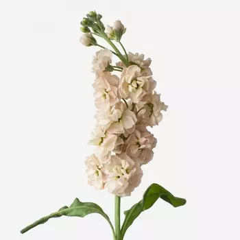 Маттиола Кофейная