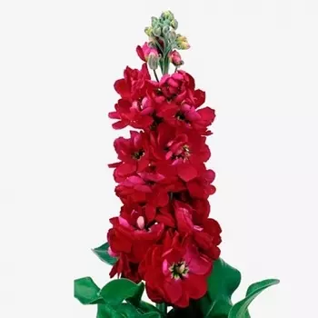 Маттиола Красная