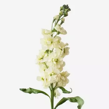 Маттиола Лимонная