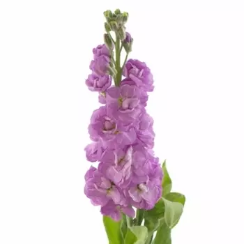 Маттиола Розовая