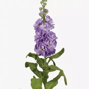 Маттиола Сиреневая