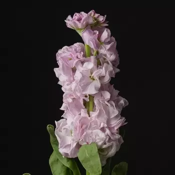 Маттиола Светло-Розовая